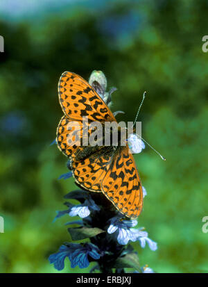 Pearl-umrandeten Fritillary - Boloria euphrosyne Stockfoto