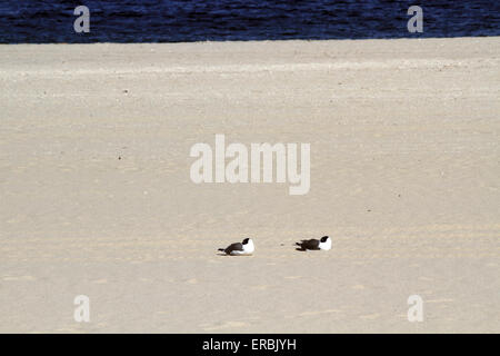 Zwei Lachen Möwen schlafen am Strand in Point Pleasant, New Jersey, USA Stockfoto