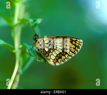 Heide Fritillary - Melitaea athalia Stockfoto