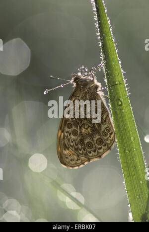 Wand braun - Pararge megera Stockfoto