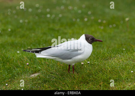 Lachmöwe Chroicocephalus Ridibundus, Erwachsener, Durness, Schottland im Juni. Stockfoto