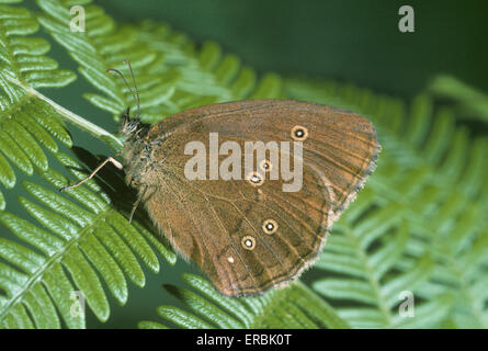 Ringelwürmer Aphantopus hyperantus Stockfoto