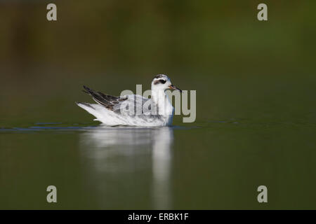 Graues Phalarope Phalaropus Fulicarius, Migranten, Nahrungssuche in kleinen Pool, lange Ashton, Somerset, UK im November. Stockfoto