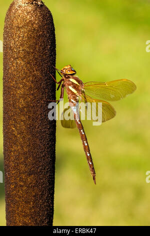 braune Hawker Libelle (Aeshna Grandis) Erwachsenen thront ruhen auf Rohrkolben, Norfolk, England, Vereinigtes Königreich Stockfoto