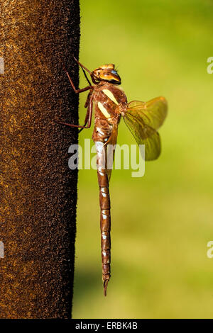 braune Hawker Libelle (Aeshna Grandis) Erwachsenen thront ruhen auf Rohrkolben, Norfolk, England, Vereinigtes Königreich Stockfoto