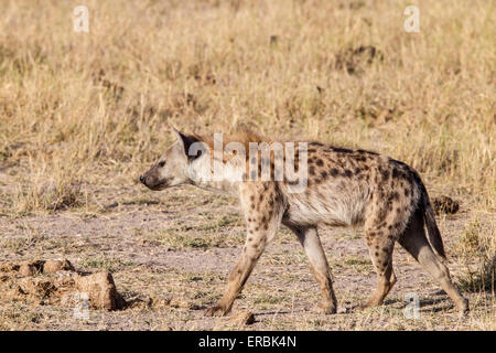 Gefleckte Hyänen (Crocuta Crocuta) Erwachsenen gehen auf kurzen Vegetation, Kenia, Afrika Stockfoto