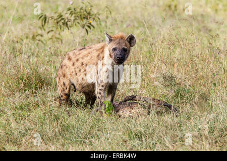 Gefleckte Hyänen (Crocuta Crocuta) Erwachsenen zu töten, Kenia, Afrika Stockfoto