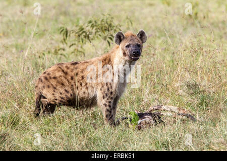 Gefleckte Hyänen (Crocuta Crocuta) Erwachsenen zu töten, Kenia, Afrika Stockfoto