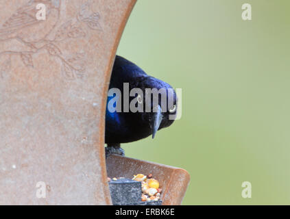 Gemeinsame Grackle (Quiscalus Quiscula) auf ein Futterhäuschen für Vögel Stockfoto