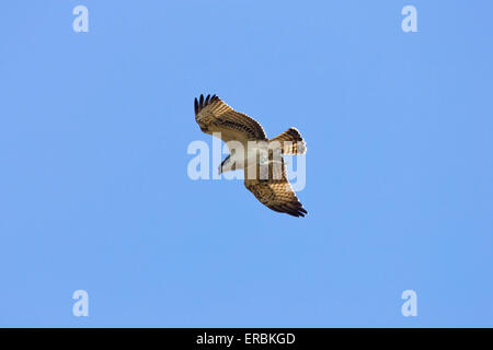 Fischadler Pandion Haliaetus, beringten Vogel im Flug mit Fisch, höhere Moors, Isles of Scilly im September. Stockfoto