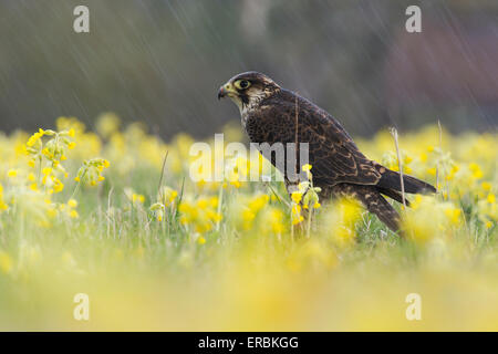 Wanderfalken Falco Peregrinus (Captive), juvenile männlich, Fütterung auf Tötung im Regen, Hawk Conservancy Trust, Hampshire im April. Stockfoto