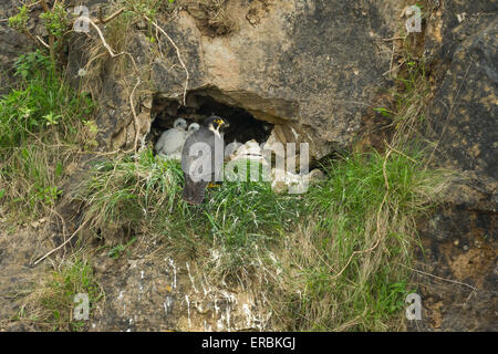 Wanderfalken Falco Peregrinus, Erwachsener und Küken, nisten in Felsen, Weston-Super-Mare, Somerset, im Mai. Stockfoto