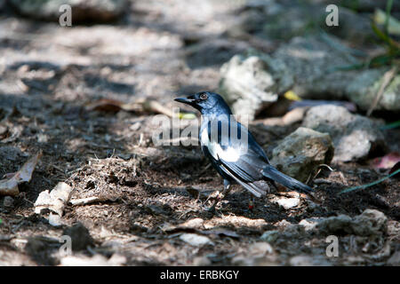 Seychellen Magpie Robin Copsychus Sechellarum, Erwachsene beringt auf Cousin Island, Republik der Seychellen im Mai. Stockfoto