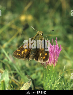 Silber-spotted Skipper - Hesperia Komma Stockfoto