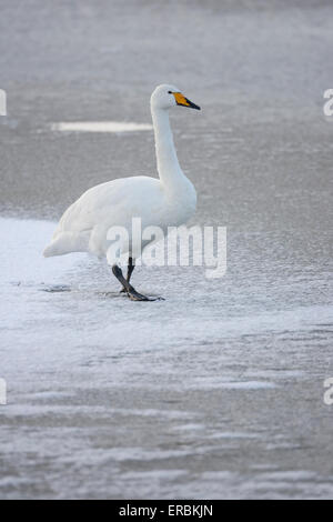 Whooper Schwan Cygnus Cygnus, Erwachsene, Fuß über den zugefrorenen See, Welney, Norfolk, Großbritannien im November. Stockfoto