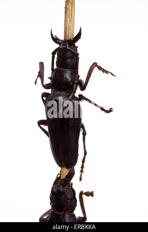 Gekochter Longhorn-Käfer auf einem Stock auf dem Donghuamen-Markt in Wangfujing Peking China - ein Beispiel für die seltsamen oder seltsamen Speisen, die von Menschen gegessen werden Stockfoto