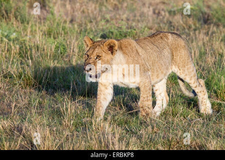 Löwe (Panthera Leo) jungen Cub Wandern in kurzen Rasen, Kenia, Afrika Stockfoto