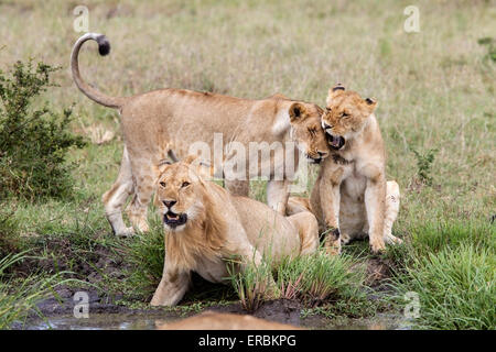 Löwe (Panthera Leo) stolz der jungen männlichen und Löwinnen trinken am Wasserloch, Kenia, Afrika Stockfoto