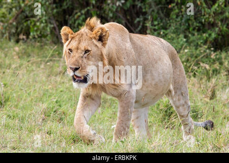 Löwe (Panthera Leo) stolz der jungen Männer zu Fuß kurz Vegetation, Kenia, Afrika Stockfoto
