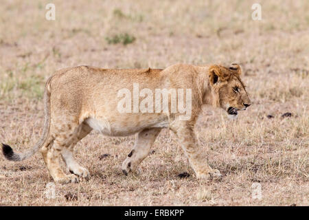 Löwe (Panthera Leo) einzelne große Cub, zu Fuß auf den Boden, Masai Mara, Kenia, Afrika Stockfoto