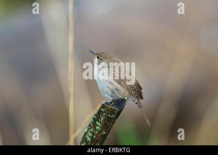 Thront Haus Zaunkönig (Troglodytes Aedon) Stockfoto