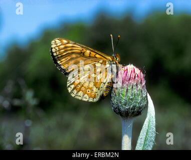 Marsh Fritillary - Etikett aurinia Stockfoto