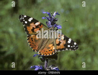 Distelfalter - Vanessa cardui Stockfoto