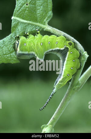 Puss Moth Larven - Cerura vinula Stockfoto