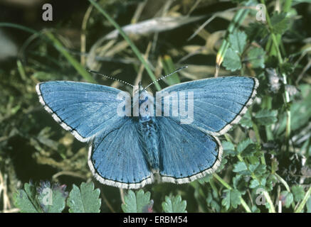 Adonis Blue - Polyommatus bellargus Stockfoto