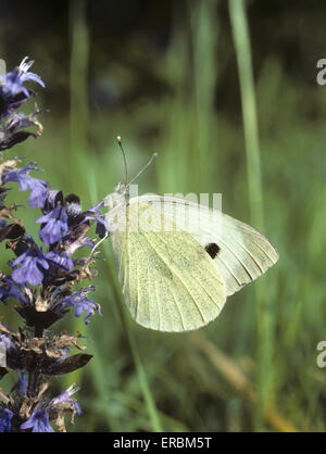 Großer Kohlweißling - Pieris brassicae Stockfoto