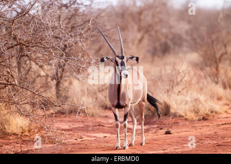 Fringe-eared Oryx-Antilopen (Oryx Beisa Callotis) Erwachsenen zu Fuß auf den Boden im Busch Land, Nord-Kenia, Afrika Stockfoto