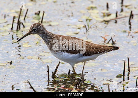 Einsame sandpiper (Tringa solitaria) in einem Teich. Stockfoto