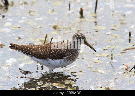 Einsame sandpiper (Tringa solitaria) in einem Teich. Stockfoto