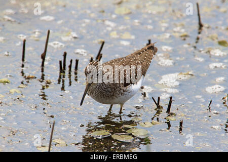 Einsame sandpiper (Tringa solitaria) in einem Teich. Stockfoto