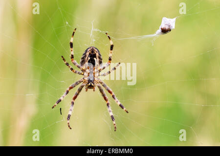 gemeinsamen Gartenkreuzspinne (Araneus Diadematus) Erwachsene im Web mit Beute, Norfolk, England, Vereinigtes Königreich Stockfoto