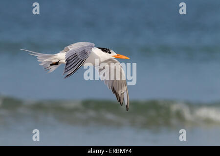 Königliche Seeschwalbe (Thalasseus Maximus) Erwachsene im Sommer Gefieder, am Strand, Florida, USA Stockfoto