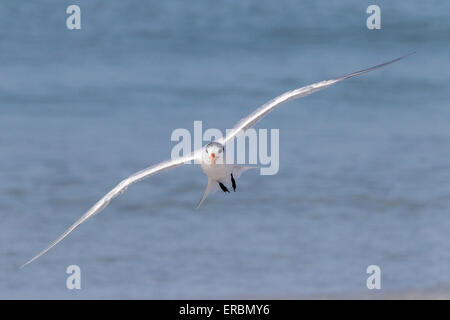 Königliche Seeschwalbe (Thalasseus Maximus) Erwachsene im Sommer Gefieder, am Strand, Florida, USA Stockfoto