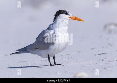 Königliche Seeschwalbe (Thalasseus Maximus) Erwachsene im Sommer Gefieder, am Strand, Florida, USA Stockfoto