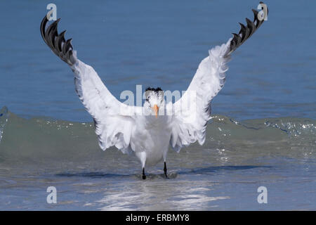 Königliche Seeschwalbe (Thalasseus Maximus) Erwachsene im Sommer Gefieder, am Strand, Florida, USA Stockfoto