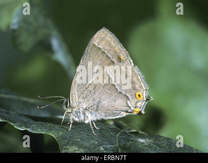 Lila Zipfelfalter - Favonius quercus Stockfoto