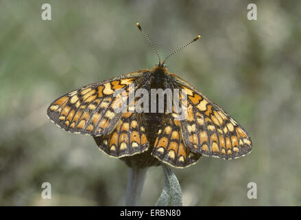 Marsh Fritillary - Etikett aurinia Stockfoto