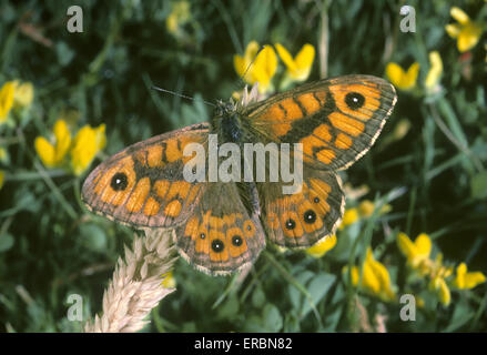 Wand braun - Pararge megera Stockfoto