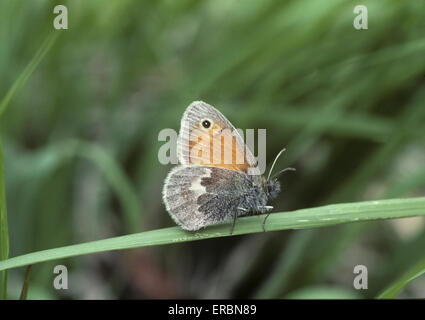 Kleine Heide - Coenonympha pamphilus Stockfoto