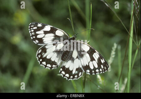 Schachbrettfalter - Melanargia galathea Stockfoto