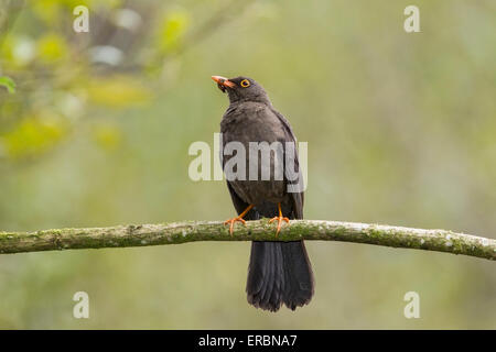 große Drossel (Turdus Fuscater) Männchen mit Essen in Rechnung, thront auf Ast, Ecuador, Südamerika Stockfoto