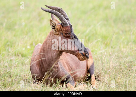 Topi (Damaliscus Korrigum) einzelne Erwachsene ruhen und liegen in kurzen Rasen, Kenia, Afrika Stockfoto