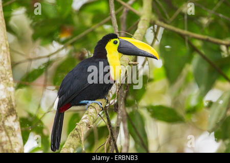 Choco Toucan (Ramphastos Brevis) Erwachsenen thront auf Baum im Regenwald, Ecudor, Mittelamerika Stockfoto