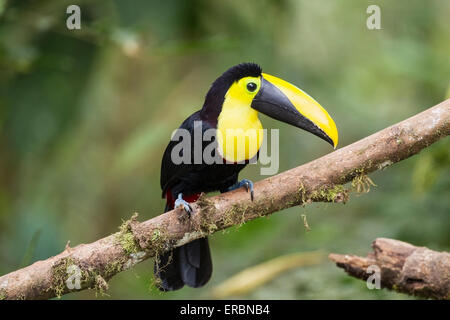 Choco Toucan (Ramphastos Brevis) Erwachsenen thront auf Baum im Regenwald, Ecudor, Mittelamerika Stockfoto