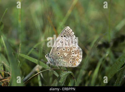 Adonis Blue - Polyommatus bellargus Stockfoto