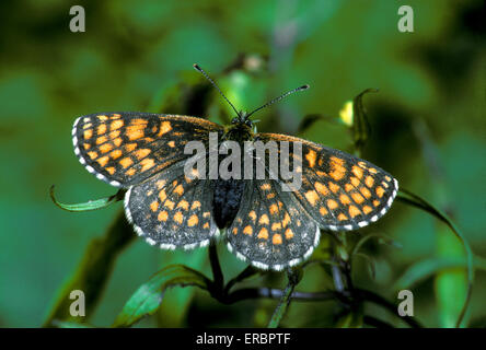 Heide Fritillary - Melitaea athalia Stockfoto